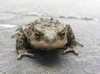A toad popped by to say 'Hello'! In Oxford, UK.